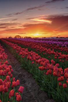 sundxwn: “ Sunset at the Wooden Shoe Tulip Farm in Woodburn Oregon USA. ”