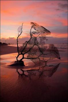 
                        
                            Coral Sunset, Varadero, Matanzas, Cuba, by Enri Turrini, on flickr.
                        
                    