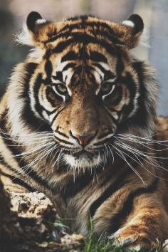 Tiger Close