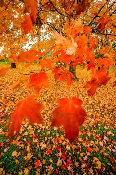 
                        
                            Fall in Wisconsin
                        
                    