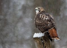Red-tailed Hawk by Moira F.