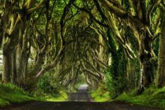 The Dark Hedges, Northern Ireland - The Dark Hedges, this sometimes hard to find little strip is one of the most photogenic roads in the world.   It lies in County Antrim, Northern Ireland and if the light is right you can capture some incredible images.  #travel #northernireland #unitedkingdom