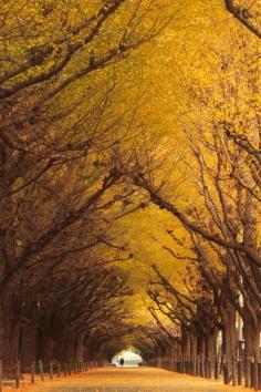 
                        
                            Ginkgo Trees - Autumn in Meijijingu Gaien, Tokyo, Japan
                        
                    