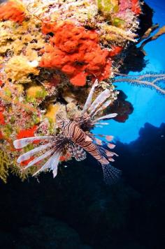 Lionfish Invasion in the Cayman Islands by Ocean Frontiers Diving Adventures  /lovely seas.