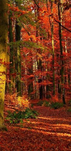
                        
                            Magnificent Autumn Beauty
                        
                    