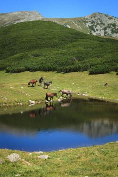 A common landscape in the Romanian Carpathians by Radu Barbus on 500px www.romaniasfrien...