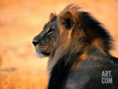 Adult Male African Lion