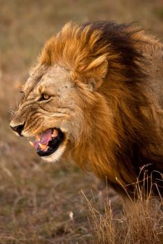 African Lion by catman-suha