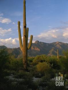 Saguaro Cactus in the Sonoran Desert Landscape