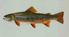 
                        
                            Michigan's State fish the Brook Trout - #AmericanBound - @Sheila Collette Farm
                        
                    