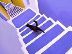 
                        
                            Cat .. Stairs.. Santorini....Greece..
                        
                    
