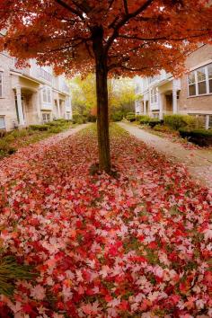 
                    
                        Autumn color
                    
                