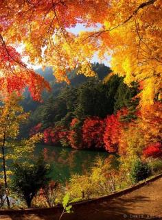 Japan. Anywhere with beautiful leaves in the fall