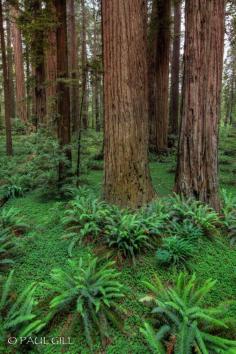 
                    
                        Stout Grove Redwoods
                    
                