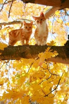 
                    
                        Fall and Kittens
                    
                