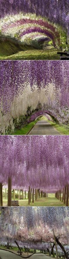 
                    
                        Flower farm,Hokkaido,Japan | Most Beautiful Pages
                    
                