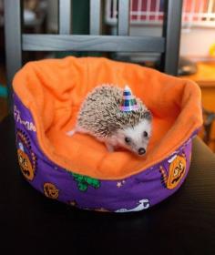 
                    
                        And this teeny hedgie who is celebrating her first birthday. | 42 Pictures That Will Make You Almost Too Happy
                    
                