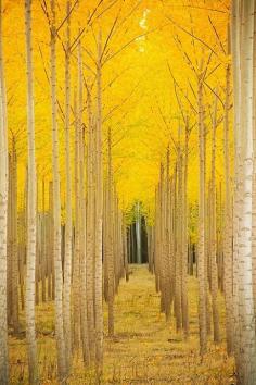 Aspen Cathedral | See More Pictures | #SeeMorePictures