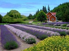
                    
                        Purple Haze Lavender Farm in Sequim, Washington~Gorgeous!
                    
                