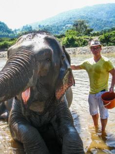 
                    
                        In Chiang Mai, Thailand, the Save Elephant Foundation operates the Elephant Nature Park, a shelter for abused elephants who have been rescued from the tourism industry. They are offered a safe home where they are shown love, not abuse, and are allowed to roam free, as wild elephants are meant to.
                    
                