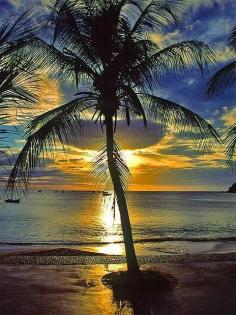 Pretty Sunset  colorful sunset beach ocean sea palm tree nature