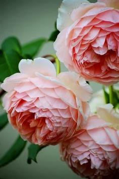 
                        
                            Old English Roses
                        
                    