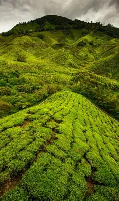 
                    
                        The Cameron Highlands - The Cameron Highlands is one of Malaysia’s most extensive hill stations. The size of Singapore, it occupies an area of 712 square kilometres in the Titiwangsa Mountains.
                    
                