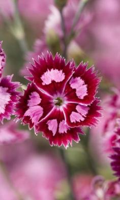 
                        
                            Dianthus barbatus | Wonderful Places
                        
                    