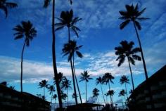 
                    
                        Palm Trees
                    
                