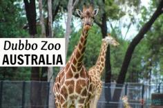 Why Dubbo Zoo & Zoofari Lodge is Like Being on a Real Safari