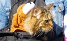 
                        
                            Taco the cat executes his foolproof plan to infiltrate the Halloween dog parade!
                        
                    