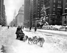 
                    
                        Rather than brave public transportation on an icy day in New York City, a family heads down Park Avenue via dog sled during the winter of 1947.
                    
                