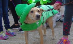 
                        
                            Guess what color crayon? See the Halloween DOG Parade!
                        
                    