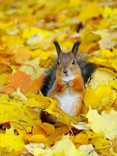 
                    
                        Fall, Squirrel
                    
                