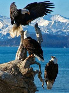 
                    
                        Bald Eagles, Alaska, United States.
                    
                