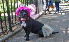 
                        
                            See the Halloween DOG Parade!
                        
                    