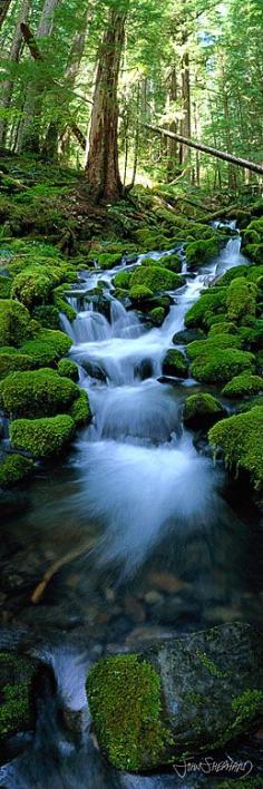 
                    
                        Rainforest runoff in the Olympic National Park of northwestern Washington • photo: John Shephard on StoreOEP
                    
                