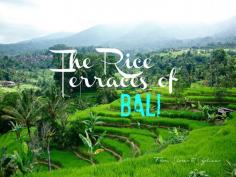 Rice Terraces of Tabanan, Bali - From Shores to Skylines
