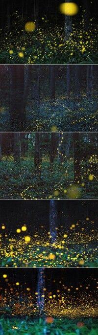 
                    
                        firefly forest in Japan.
                    
                