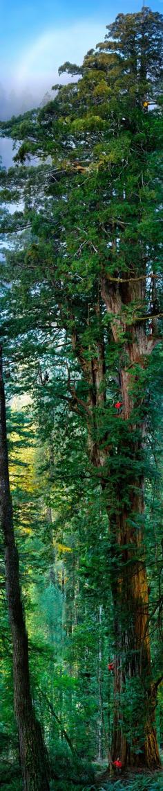 Sequoia National Park, California, United States.