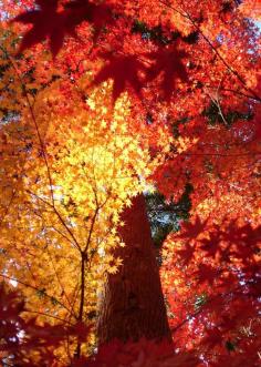 Momiji 照り葉 (by mboogiedown) When the sun rays hit the red leaves and make them glitter warmly, it is called teriha (照葉 [てりは]). 　   Nanzenji, Kyoto.　南禅寺、京都。