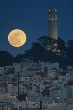 
                        
                            Coit Tower San Francisco by Tim McManus
                        
                    