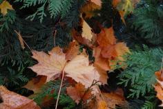 
                    
                        maple leaves
                    
                