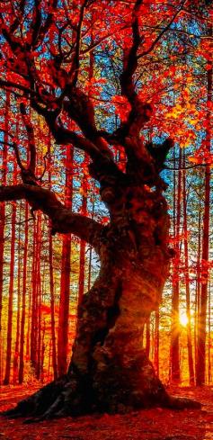 Autumn forest near the Belintash Rock landmark in the Rhodope Mountains of Bulgaria 〽️