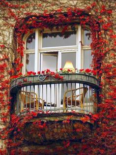
                        
                            Ivy Balcony, Paris, France photo via sophy - Blue Pueblo ______________________________________ I could imagine myself having a nice cup of tea or hot chocolate on that balcony :D
                        
                    