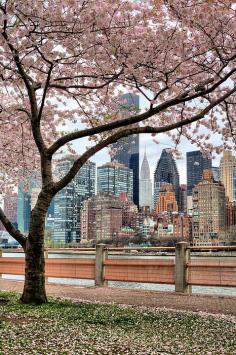 
                    
                        The Spring skyline. The New York City skyline as seen from the cherry tree lined shoreline of Roosevelt Island.  NYC. JC Findley
                    
                