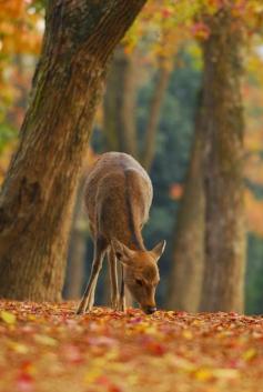 
                    
                        Fall, deer
                    
                