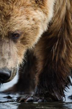 
                    
                        radivs: “ 'Grizzly Close-up' by Brice Petit ”
                    
                