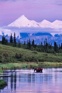Moose in river, Alaskan mountains.