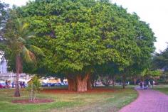 
                        
                            Big old trees, Bicentennial Park Darwin Northern Territory  Australia from togetherweroam.co...
                        
                    